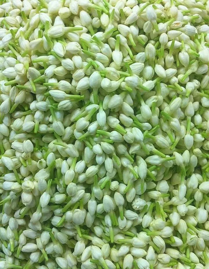 Jasmine / Malli