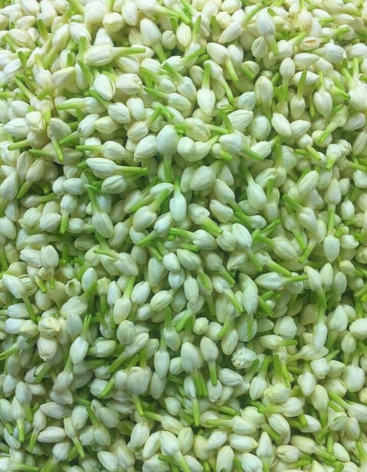Jasmine / Malli